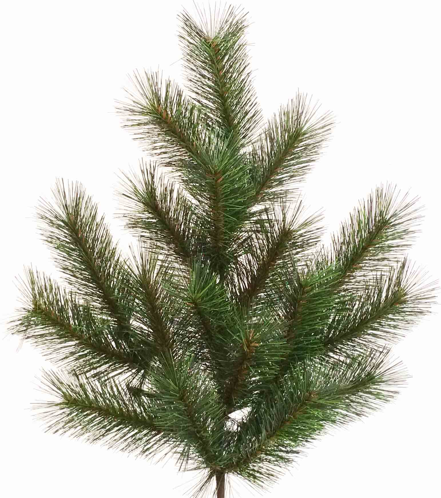 X18 - 26" Eastern Pine Spray - 6.65 ea, 5.95/12