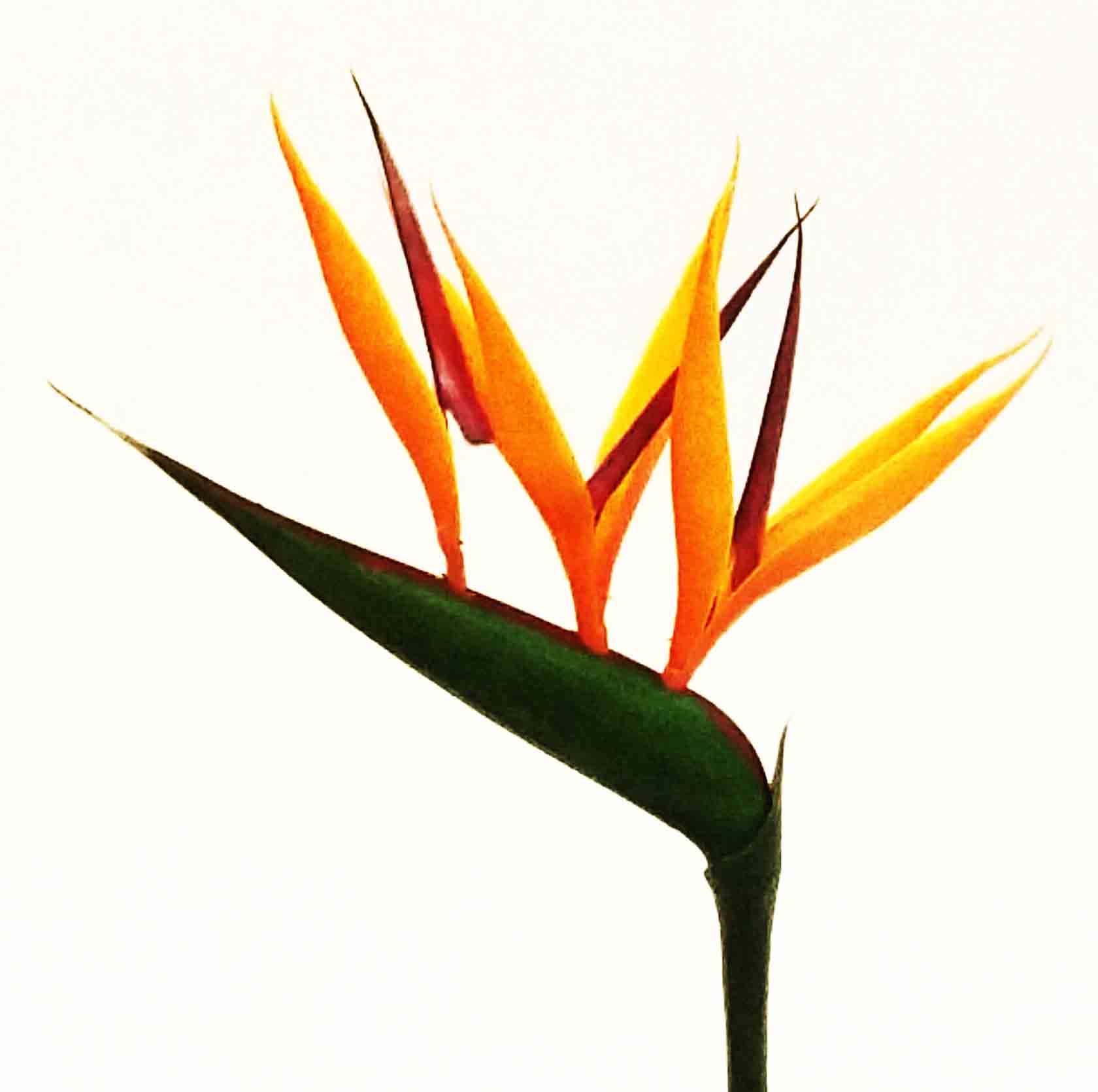 B26 - 26" Bird of Paradise - 1.95 ea, 1.75/24