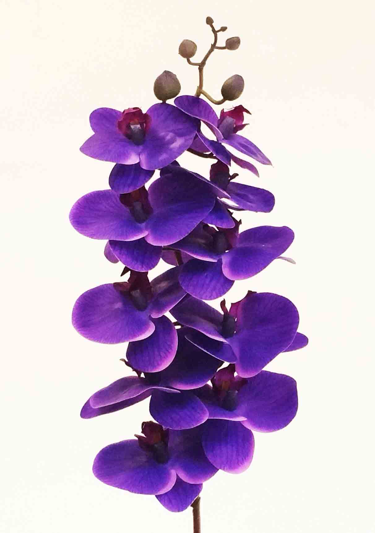 OP10 - 32" Phalaenopsis Orchid - 6.45 ea, 6.20/12