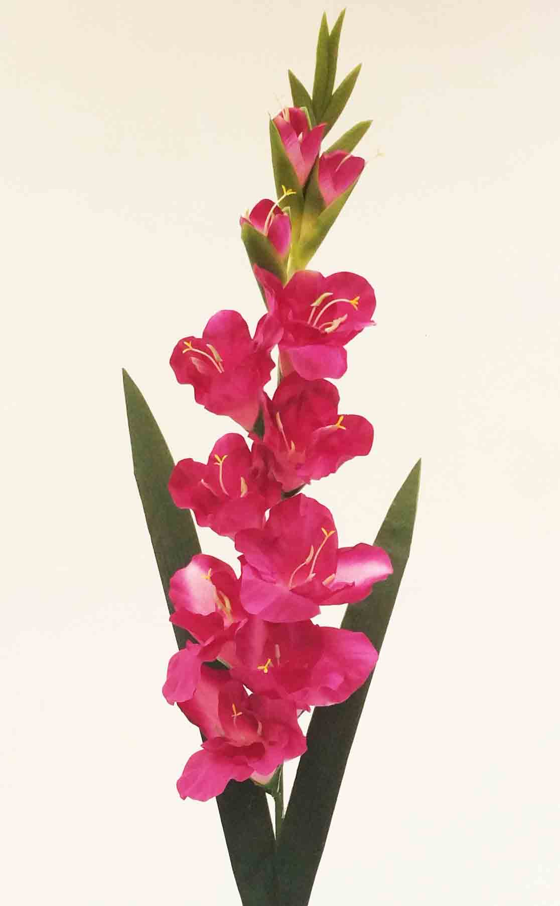 G83 - 38" Gladiolus - 6.30 ea, 5.95/12