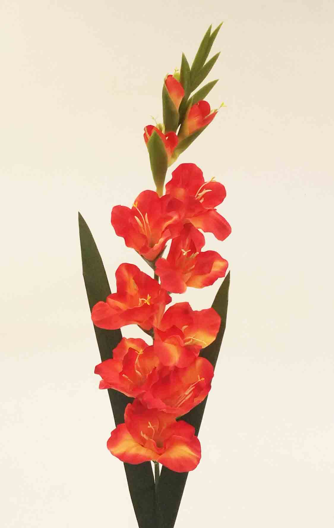 G83 - 38" Gladiolus - 6.30 ea, 5.95/12