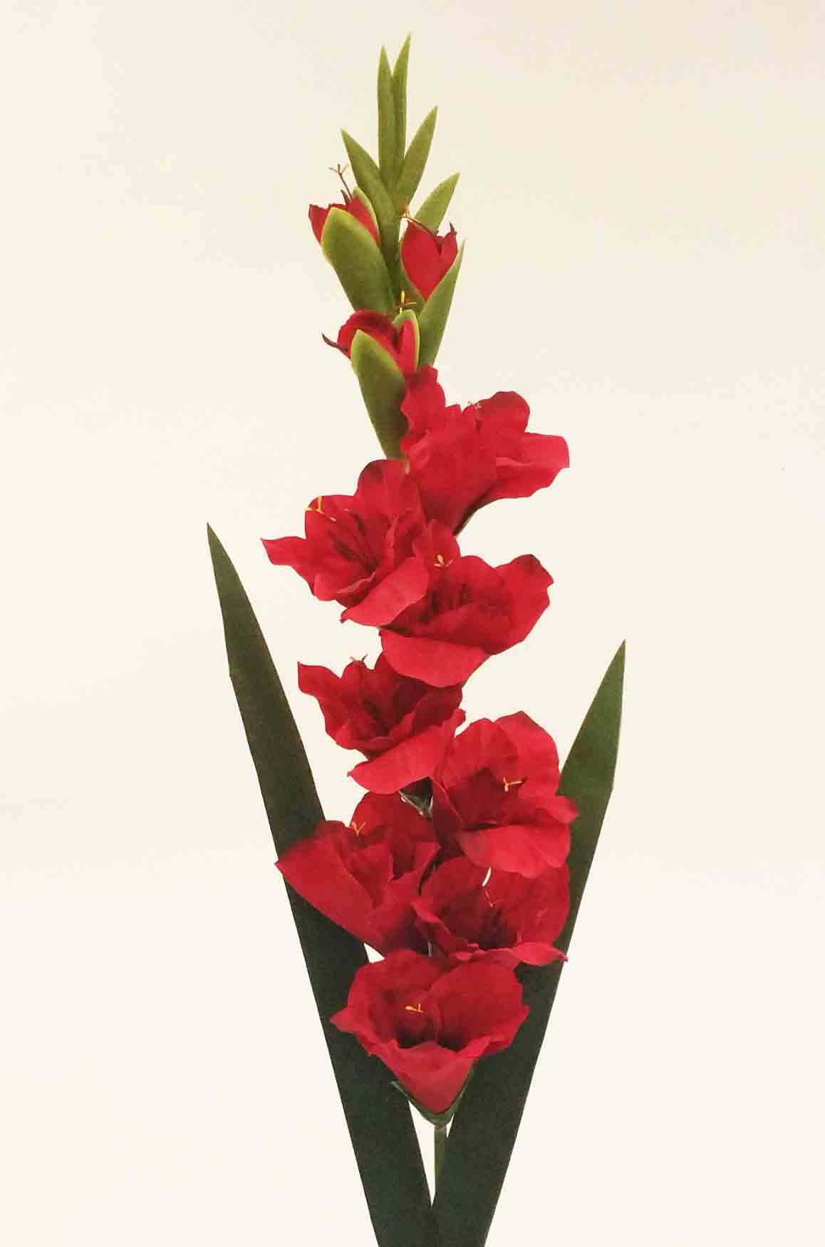 G83 - 38" Gladiolus - 6.30 ea, 5.95/12