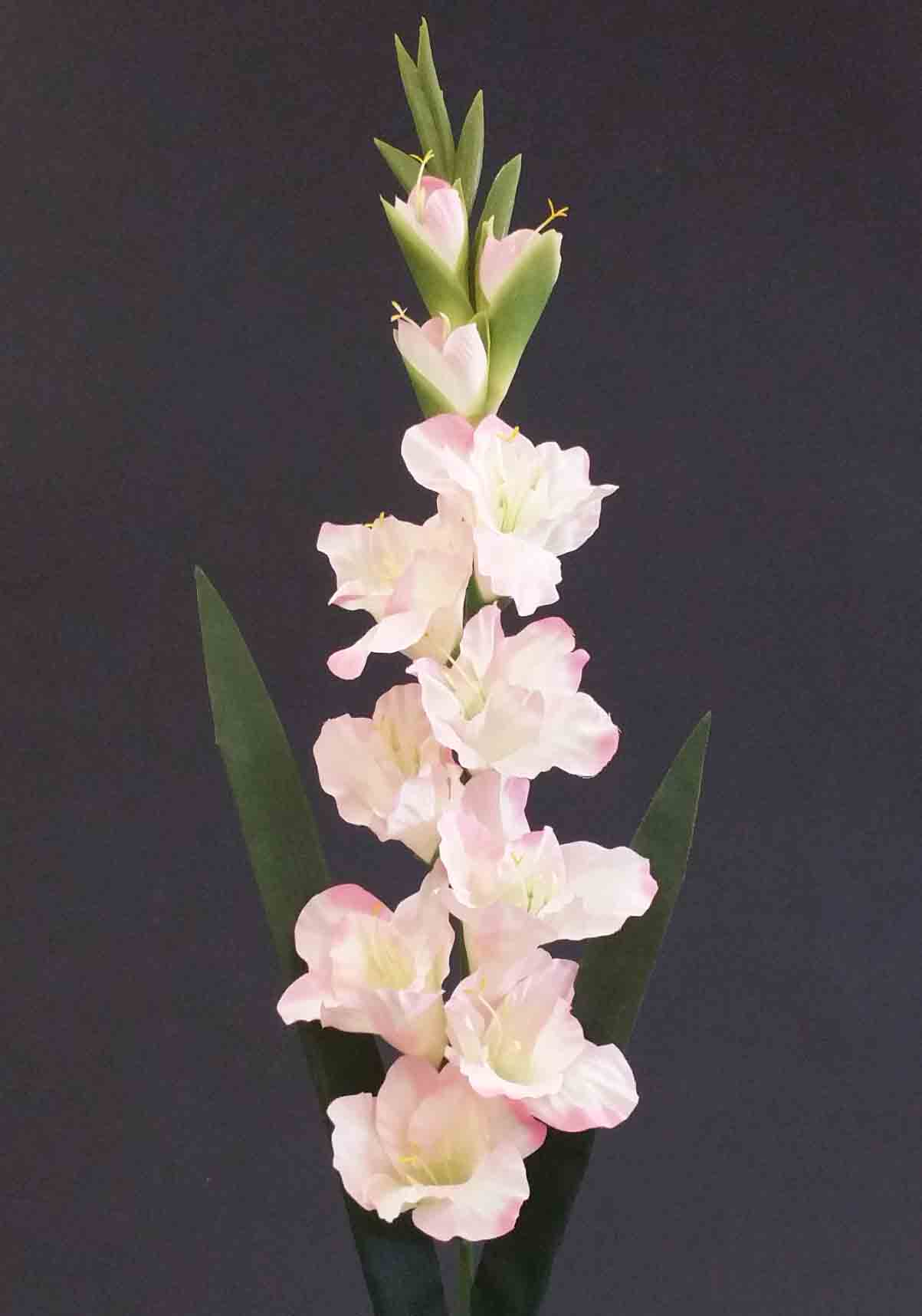 G83 - 38" Gladiolus - 6.30 ea, 5.95/12