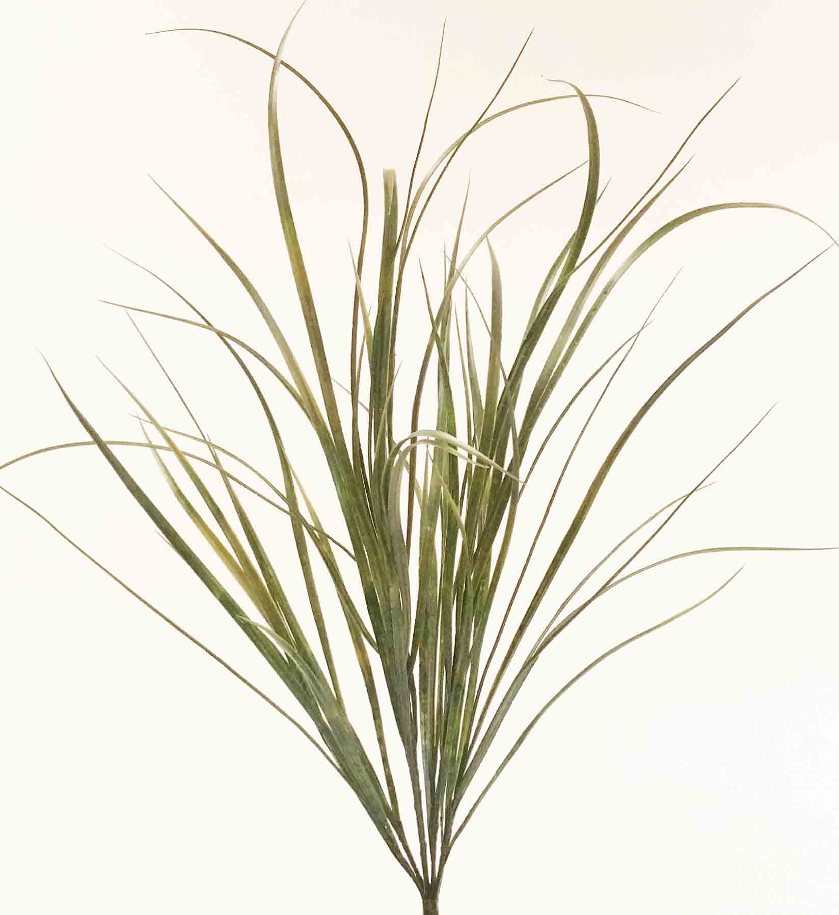 GB33 - 36" Long Leaf Grass Bush - 12.55 ea, 12.25/12