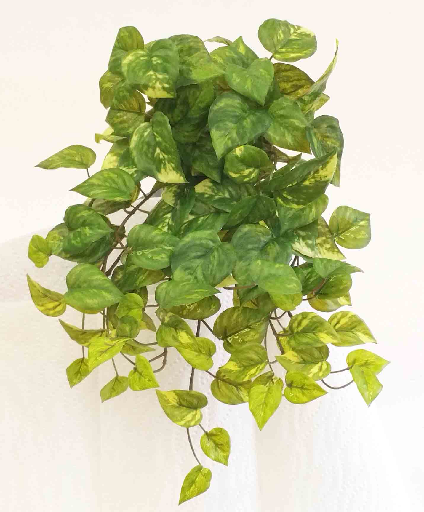 PB146 - 14" Pothos Bush - 8.25 ea, 7.95/12