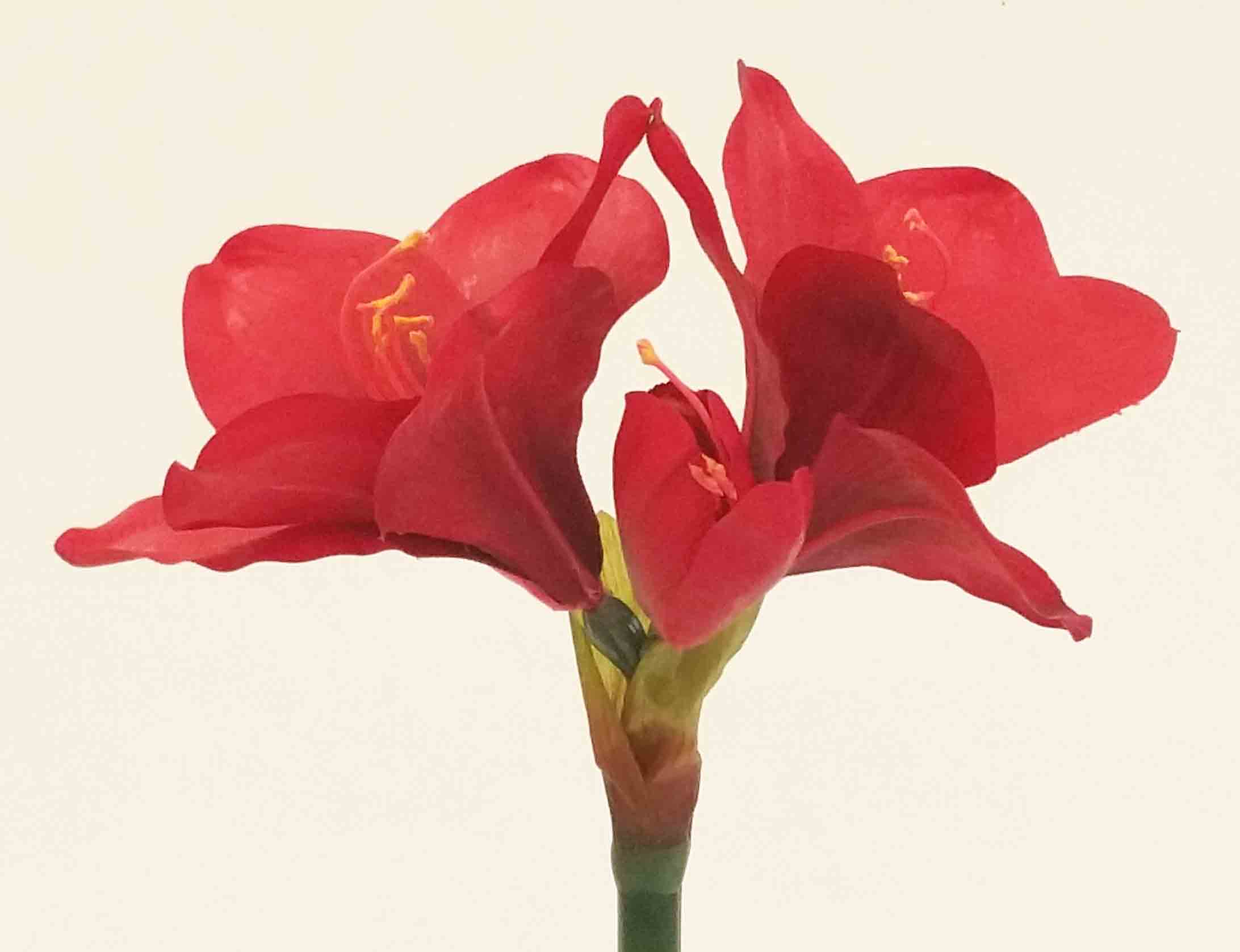 A26 - 25" Amaryllis - 8.30 ea, 7.95/12