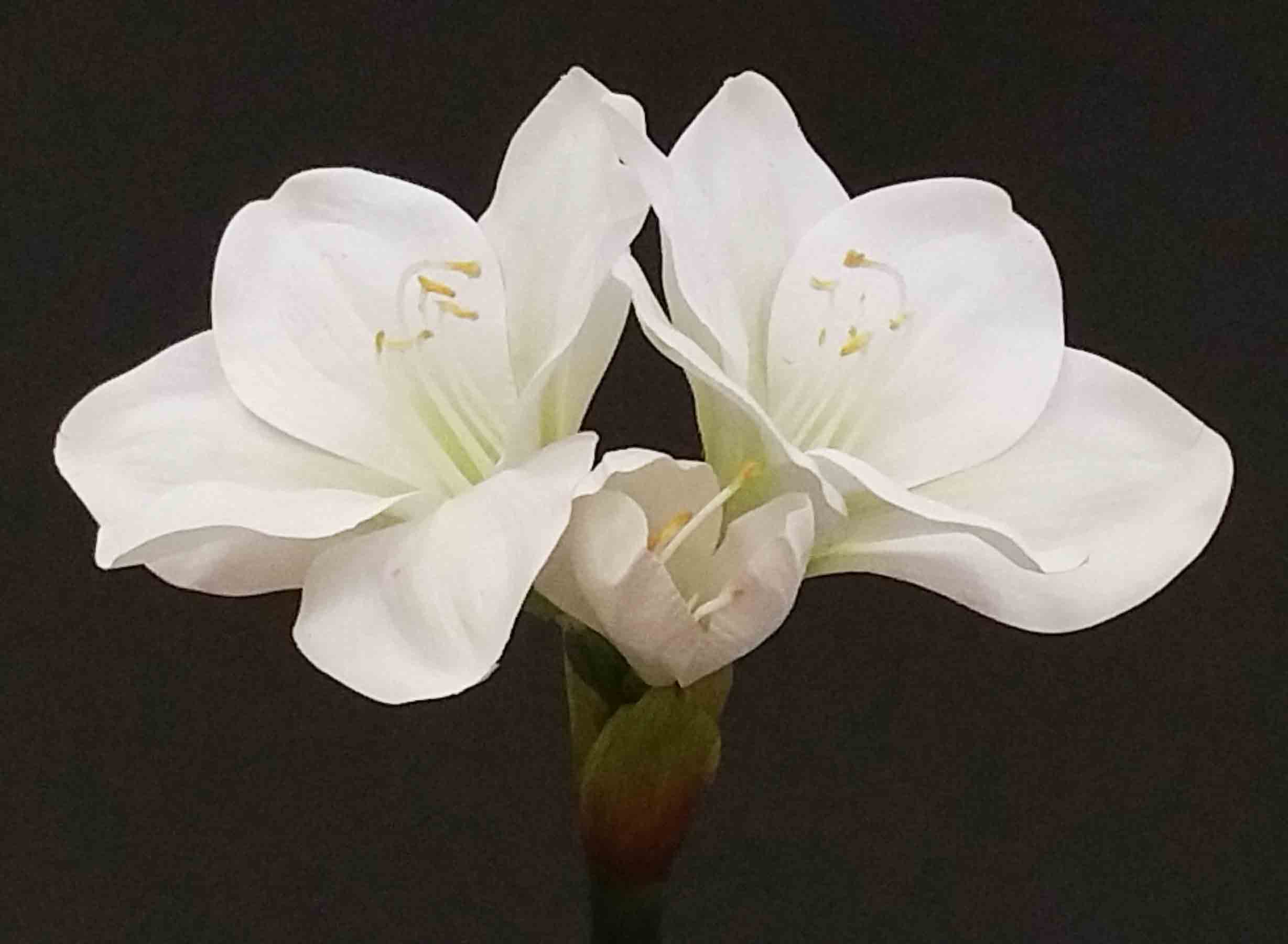 A26 - 25" Amaryllis - 8.30 ea, 7.95/12