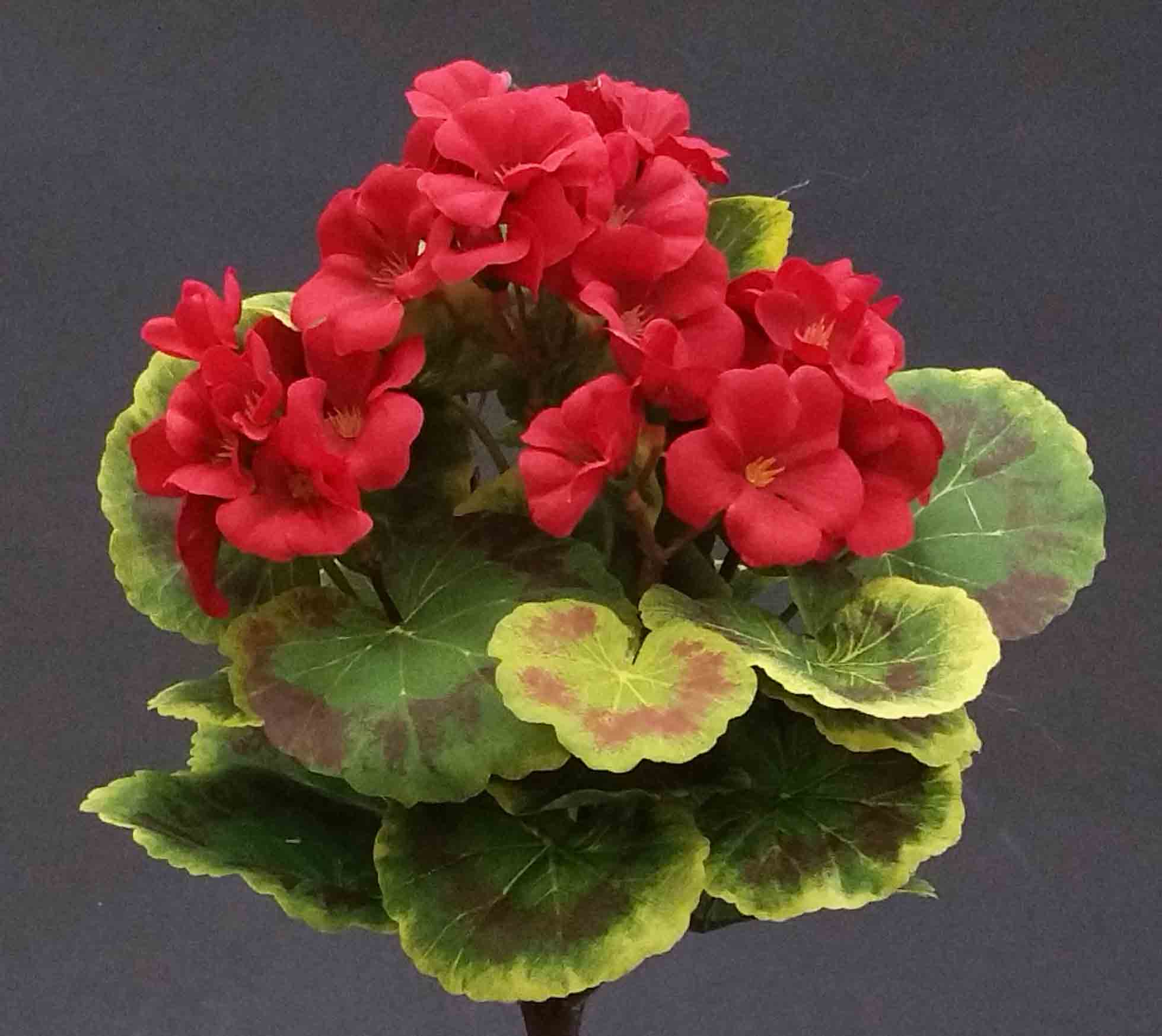 GB55 - 11" Geranium Bush - 7.55 ea, 7.10/12