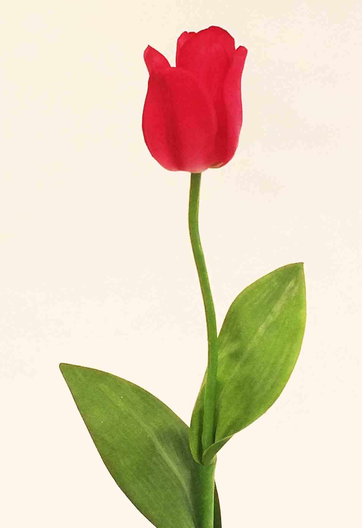 T26R - 26" Real Touch Tulip - 3.55 ea, 3.30/24