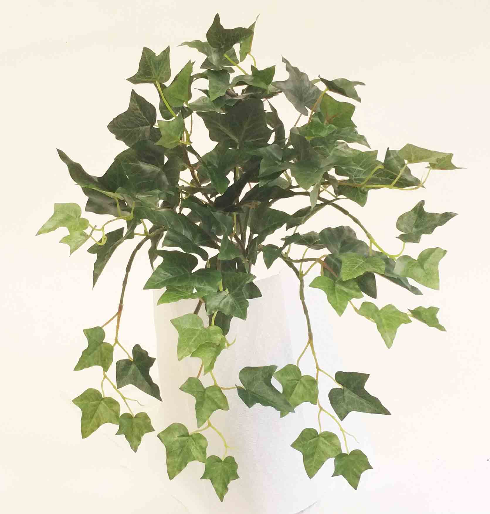 IB89 - 17" English Ivy Bush - 8.90 ea, 8.65/6