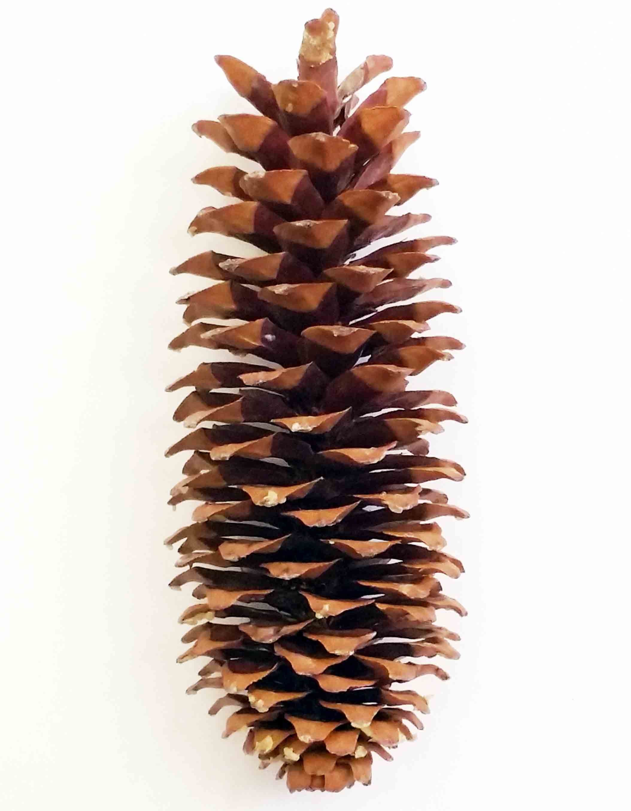 X614 - 10 to 14" Sugar Pine Cones - 7.45 ea, 7.15/12
