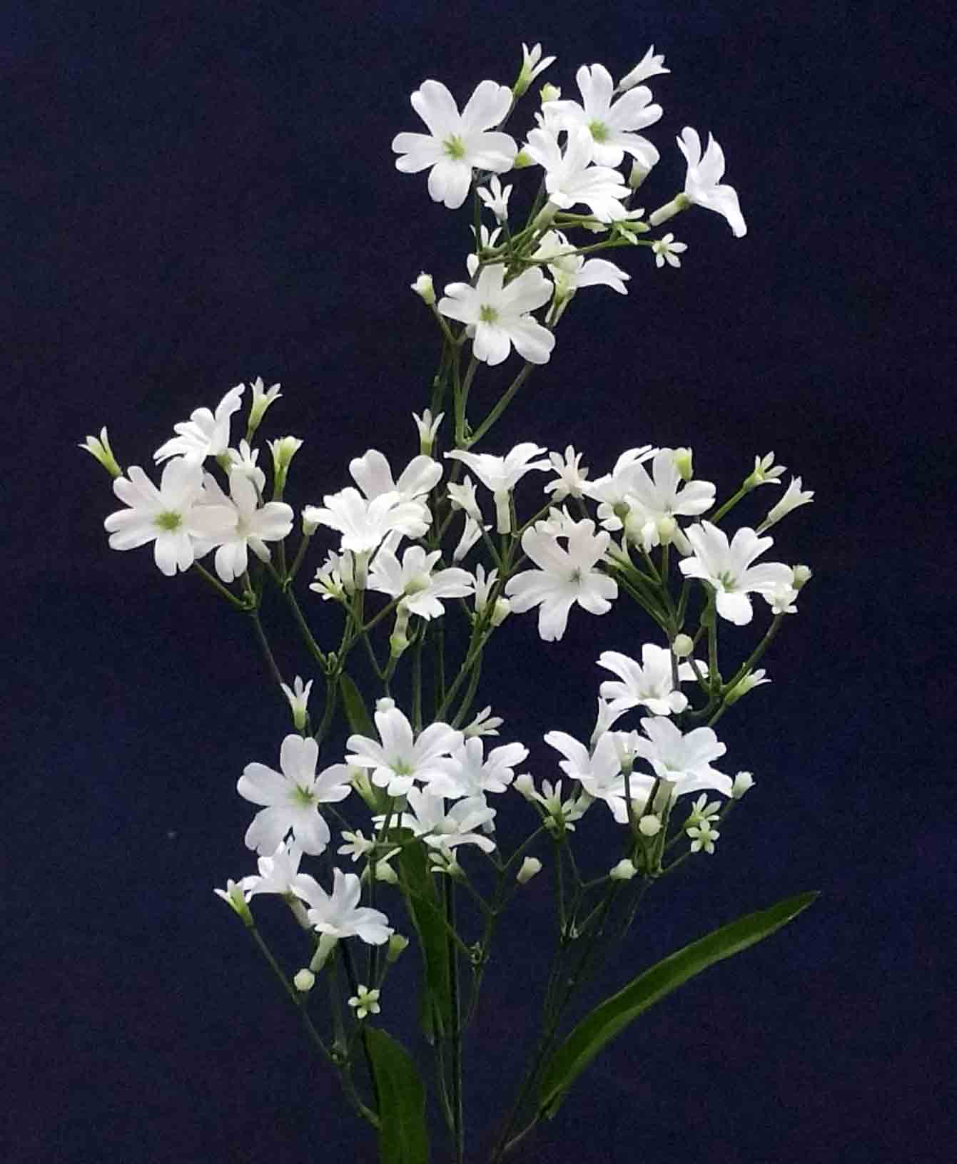 I61 - 24" White Impatiens Spray 2.95 ea, 2.75/6