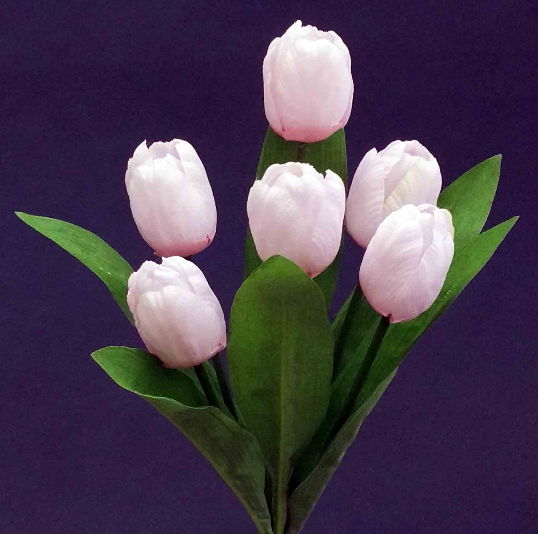 TB6 - 14" Tulip Bush - 4.15 ea, 3.80/12