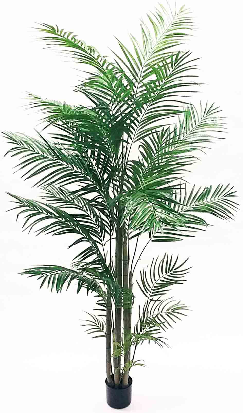 AP8P - 8' Areca Palm Tree - 227.85 ea 