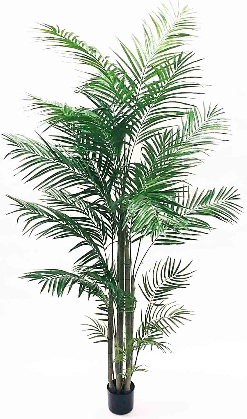 AP8P - 8' Areca Palm Tree - 195.40 ea