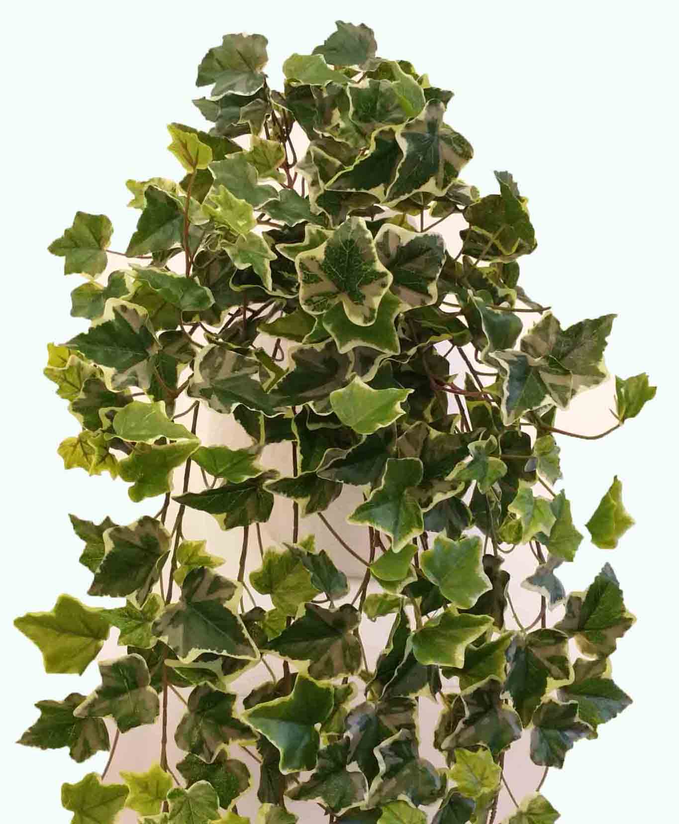 IB238 - 18" English Ivy Bush - 12.55 ea, 12.30/6