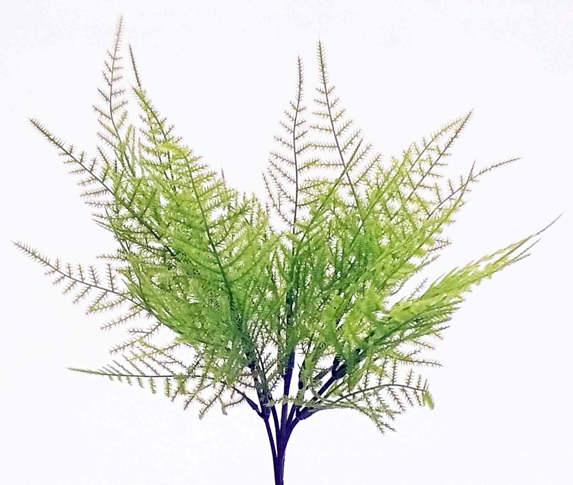 AB105 - 10" Asparagus Bush - 2.45 ea, 2.15/36