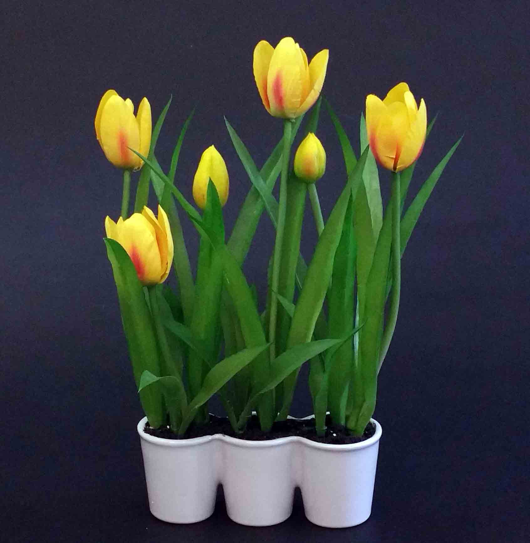 T12P - Tulips in Triple Pot - 12.60 ea
