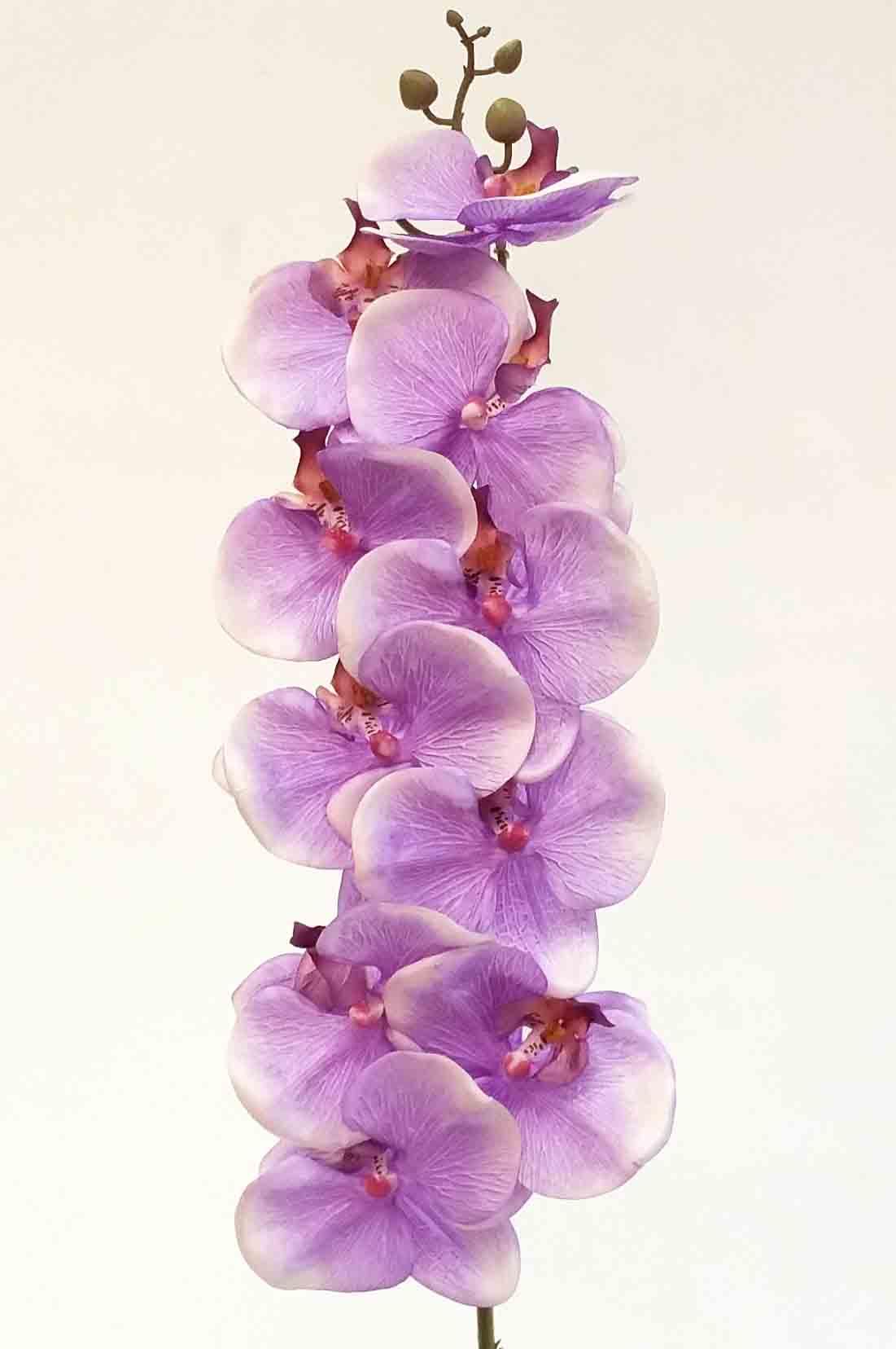 OP29 - 38" Phalaenopsis Orchid - 6.30 ea, 5.95/6