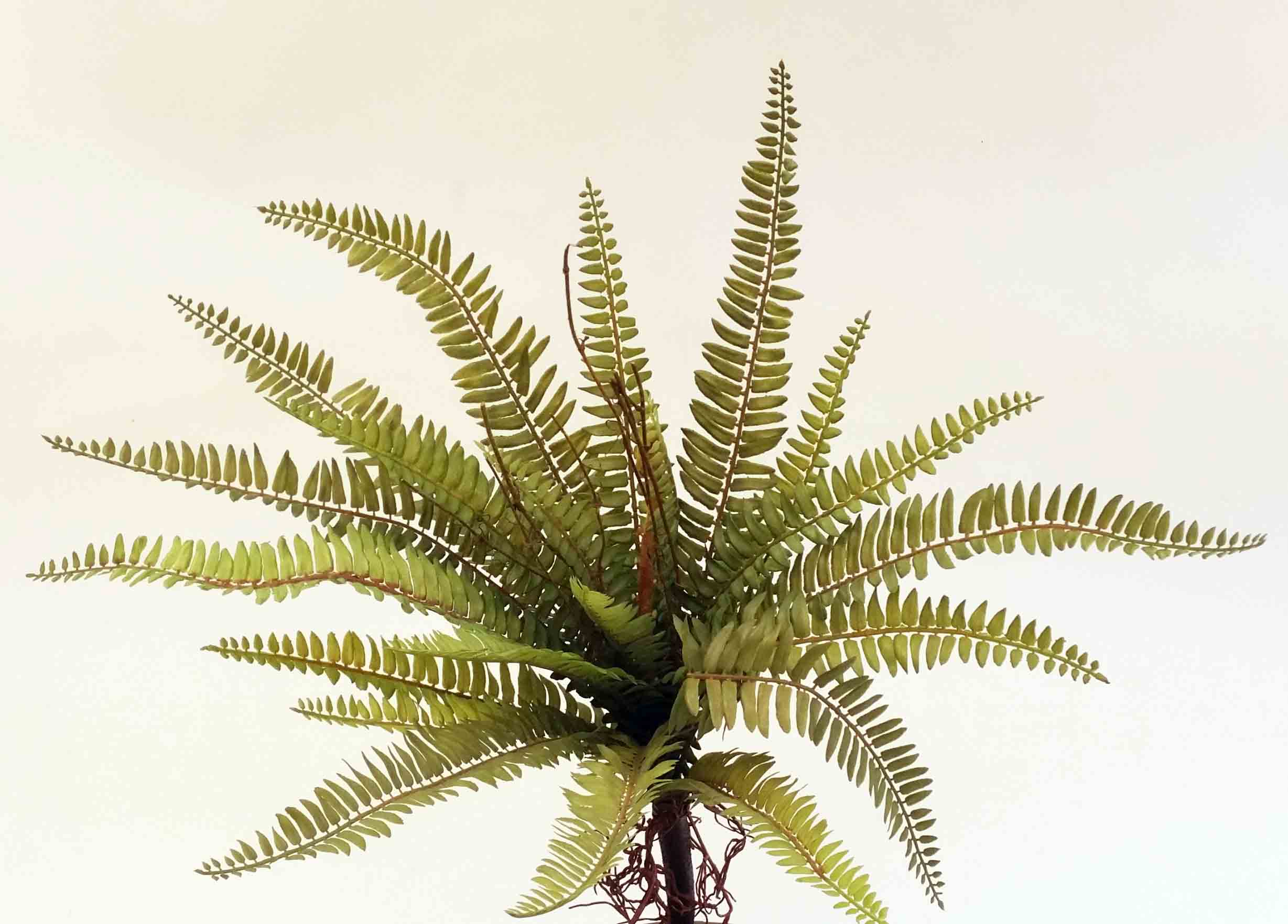 BF20 - 19" Plastic Boston Fern - 13.30 ea