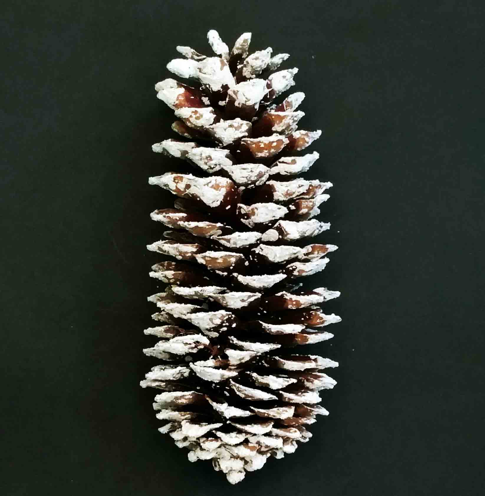 4117 - 10 to 14" Sugar Pine Cones - 8.90 ea