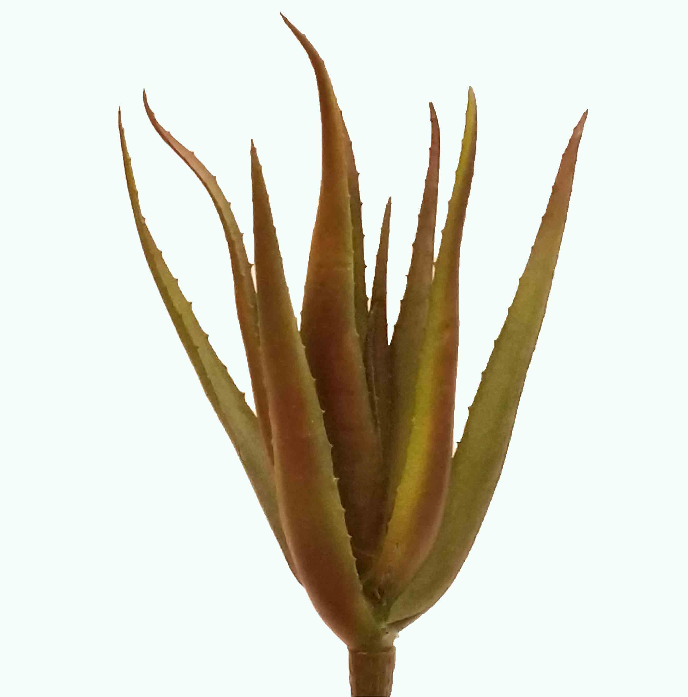 AB16 - 16" Aloe Vera Bush - 6.50 ea, 6.25/6