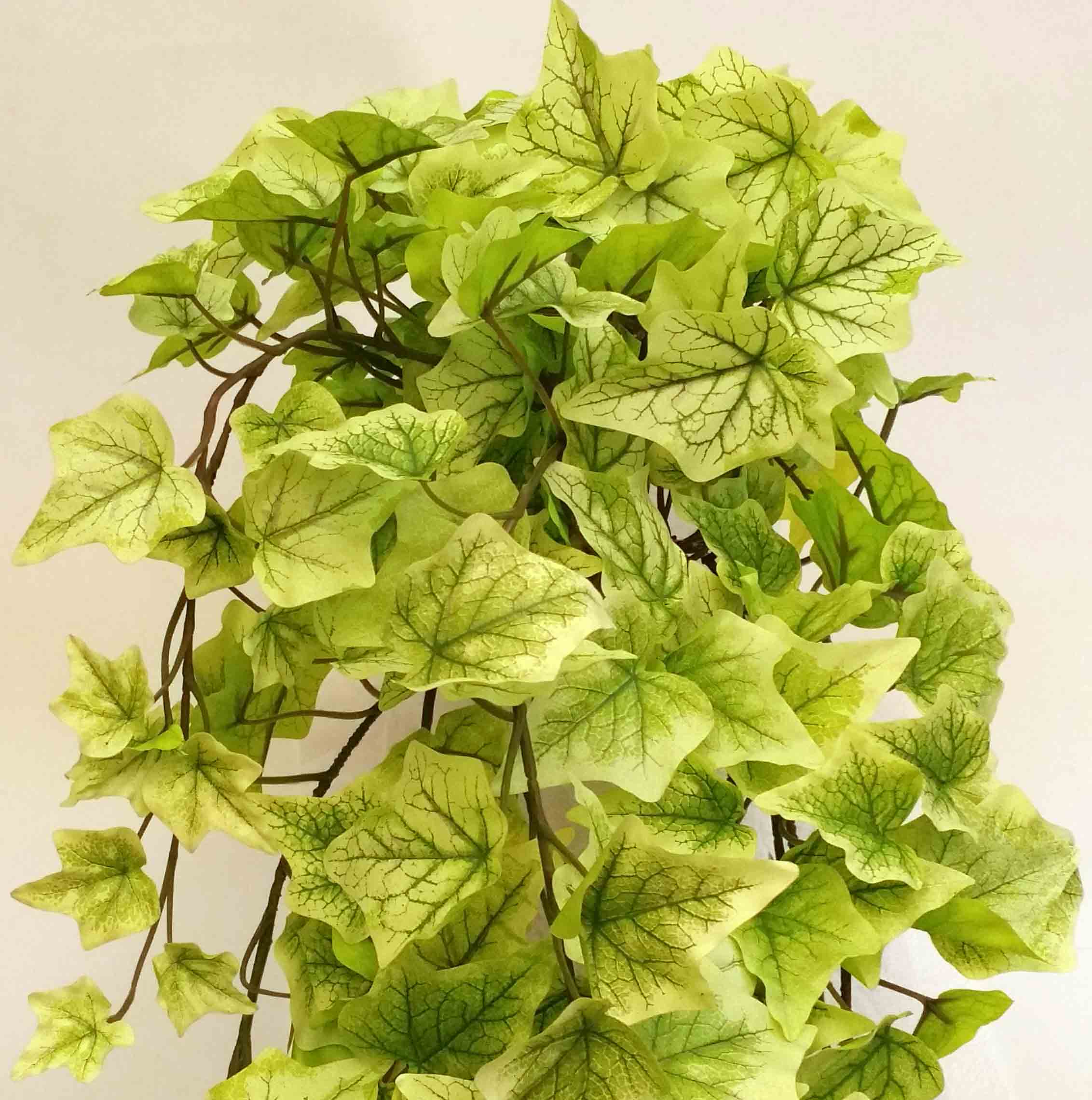 IH6 - 5.5' Hanging Ivy - 19.95 ea, 19.50/4
