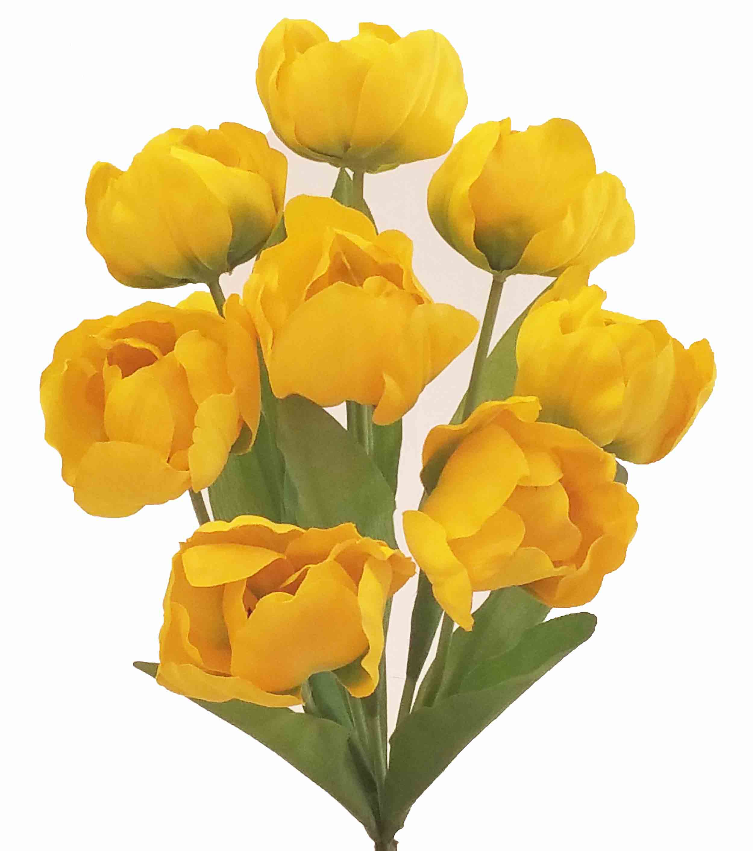 TB99 - 18" Tulip Bush - 4.55 ea, 4.25/6