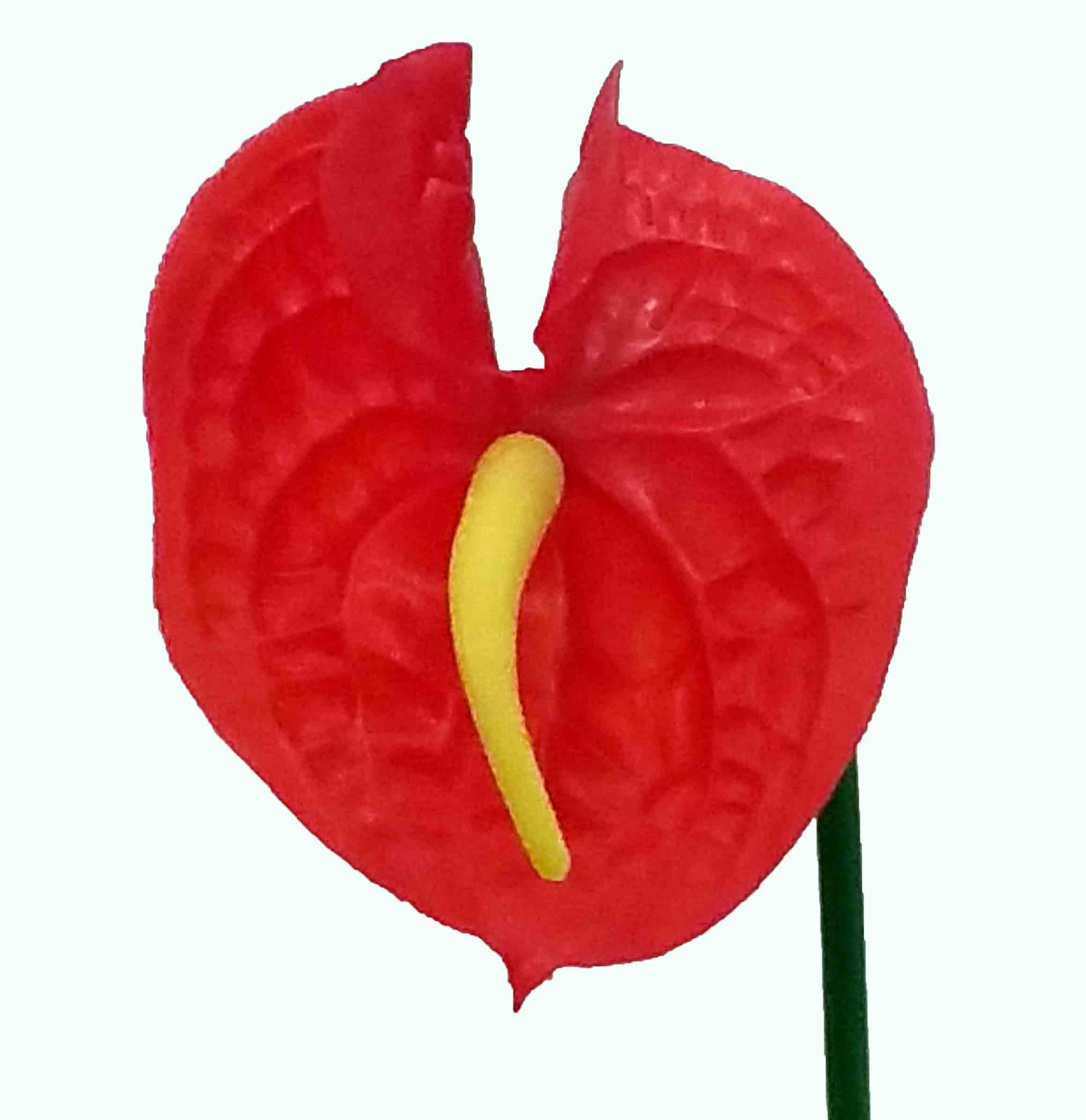 A34 - 33" Single Anthurium - 2.95 ea, 2.70/12