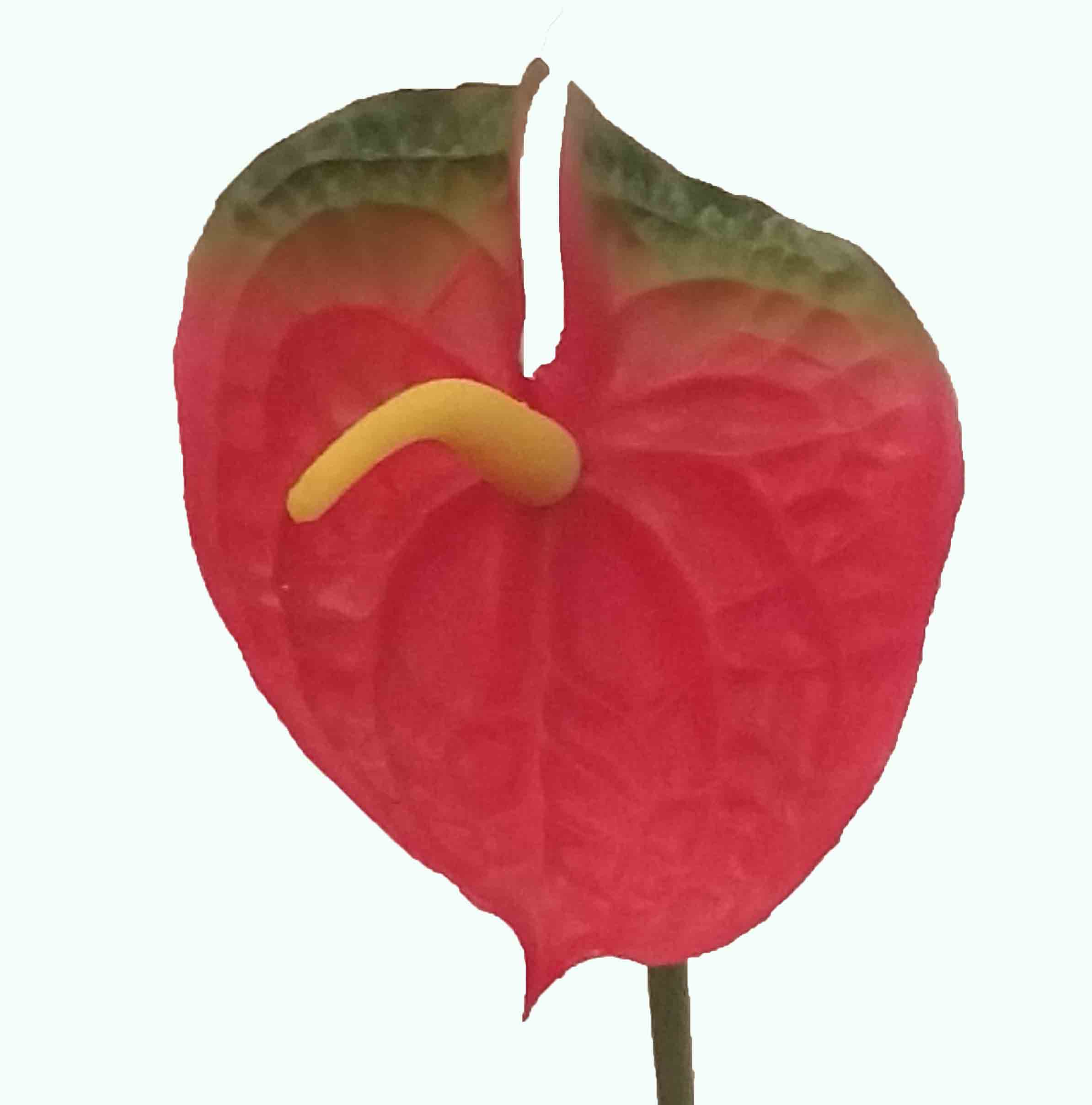 A34 - 33" Single Anthurium - 2.95 ea, 2.70/12