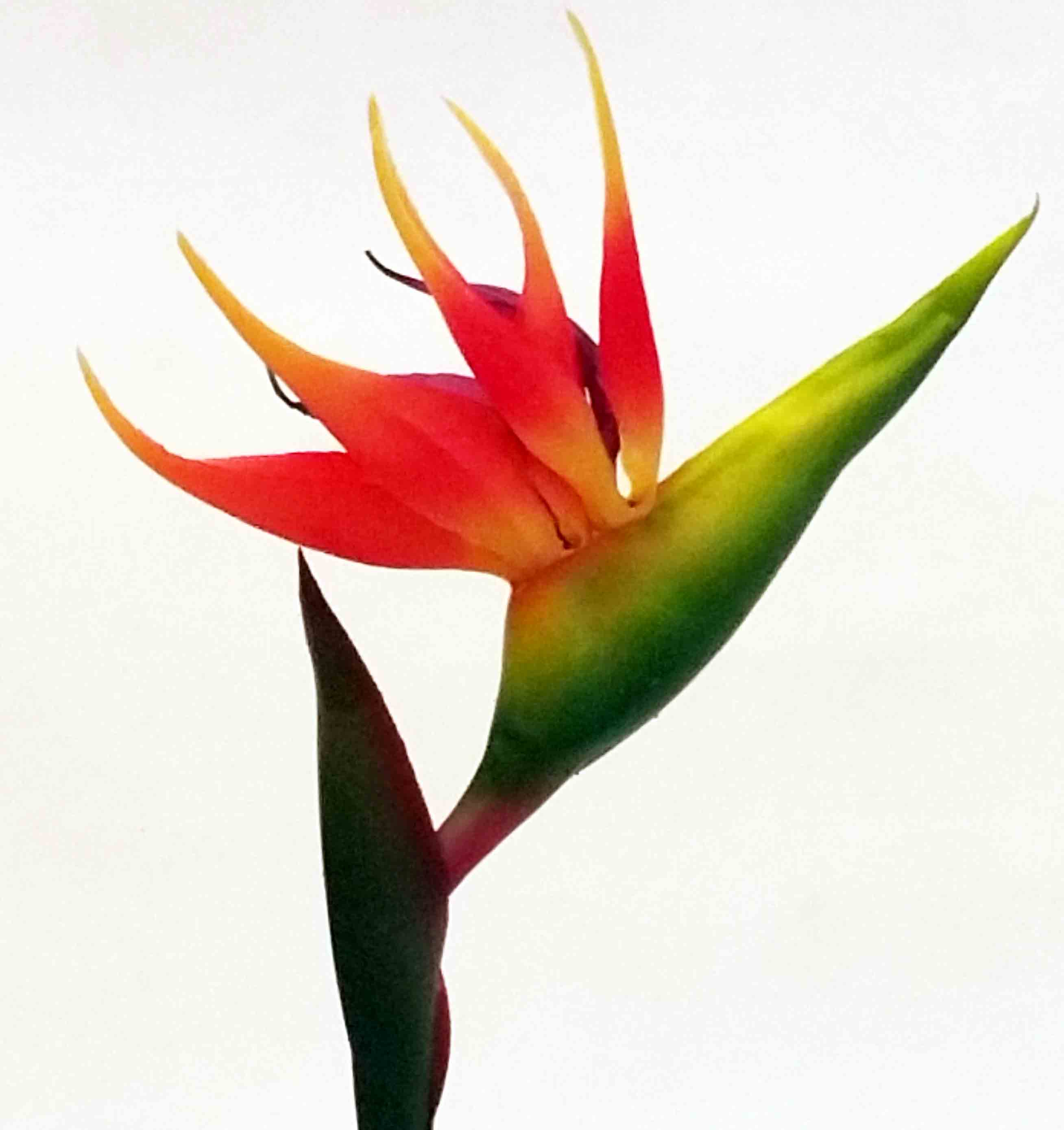 B03 - 30" Bird of Paradise - 3.95 ea, 3.70/12