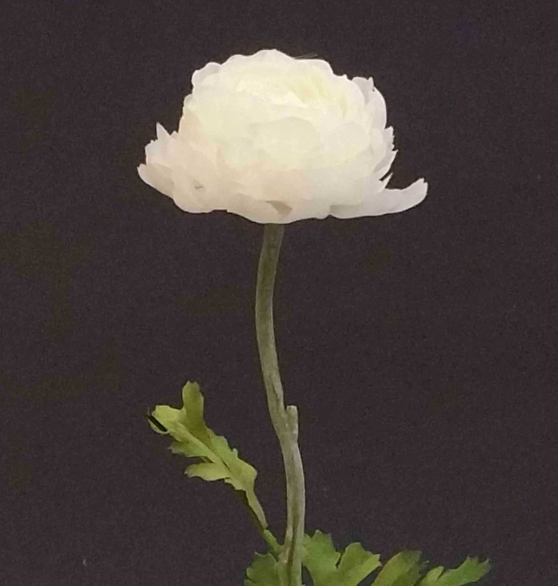 R20 - 20" Single Ranunculus - 2.50 ea, 2.25/24