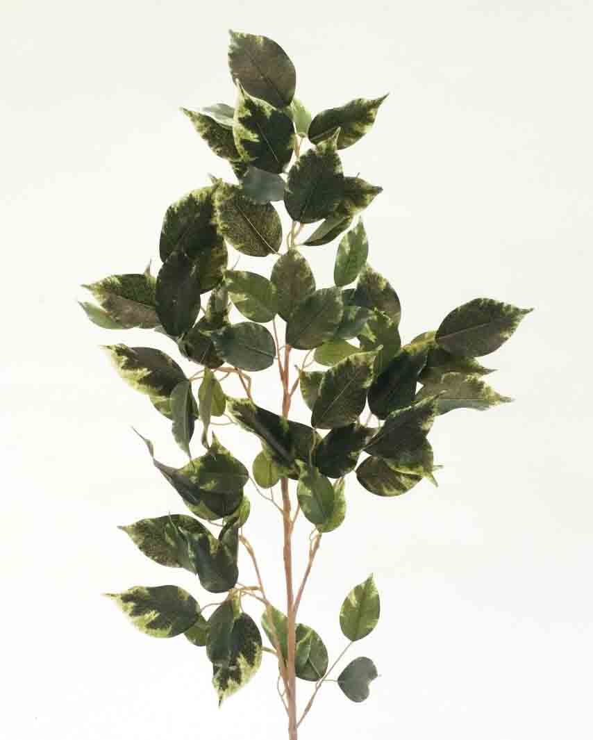 FS36 - 34" Ficus Spray - 5.45 ea, 5.15/36
