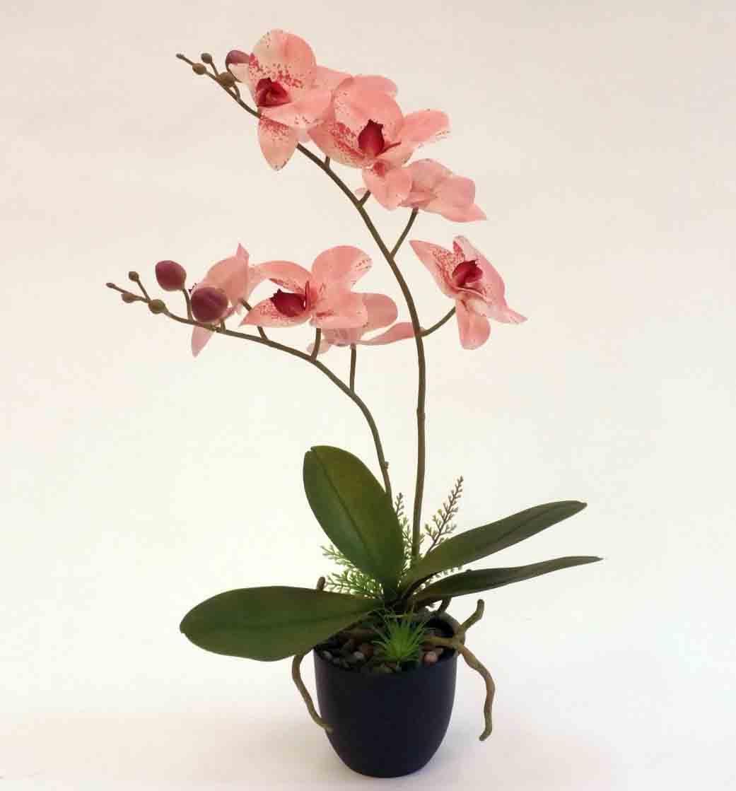 OPP18 - 18" Orchid Plant - 10.60 ea, 10.30/6