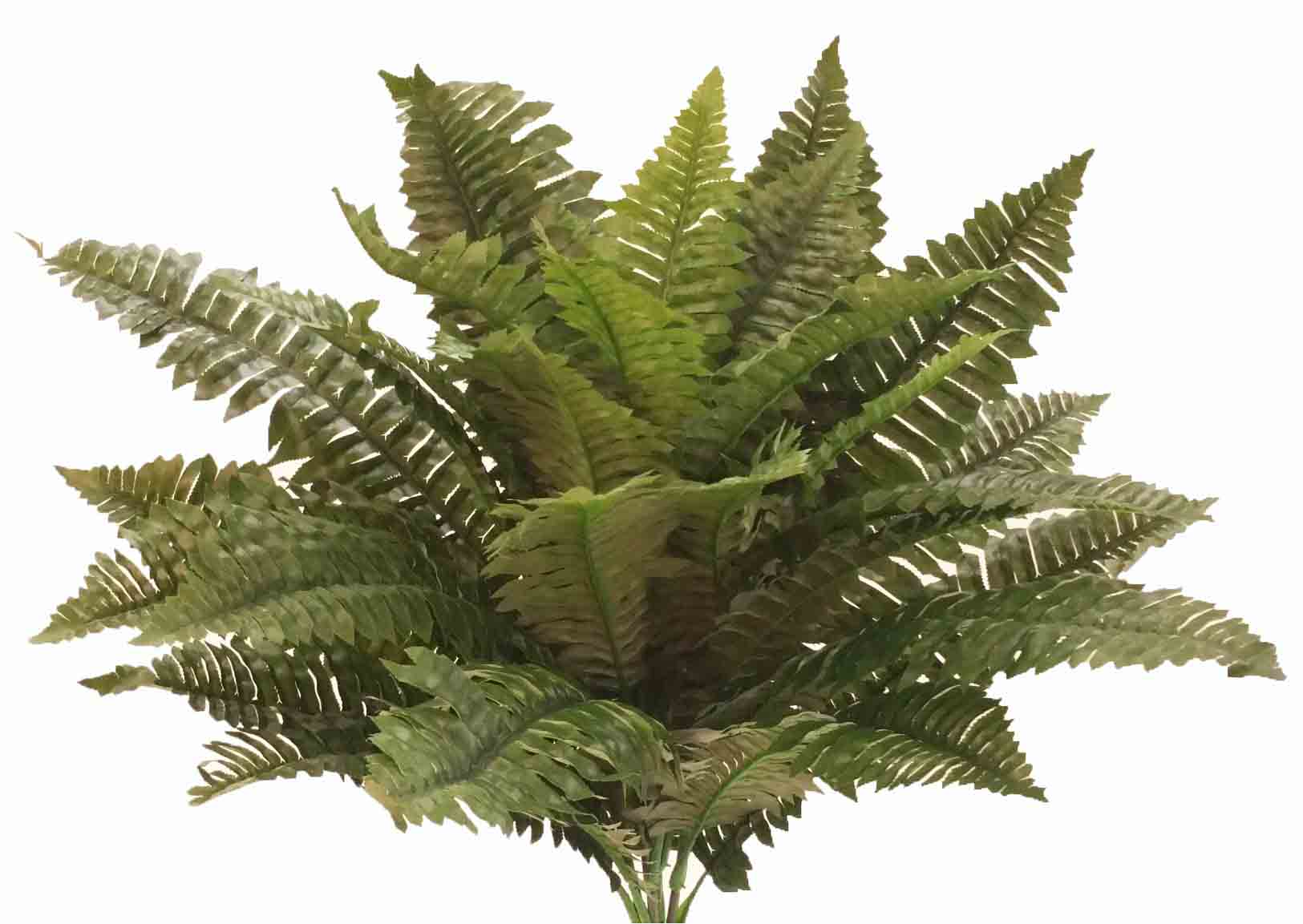 BF5 - 24" Giant Boston Fern - 21.10 ea