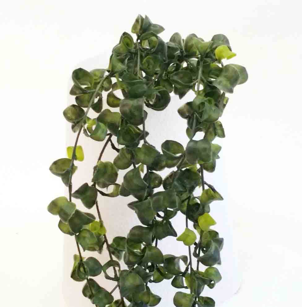 FC41 - 40" Curly Ficus Vine - 10.90 ea, 10.60/6