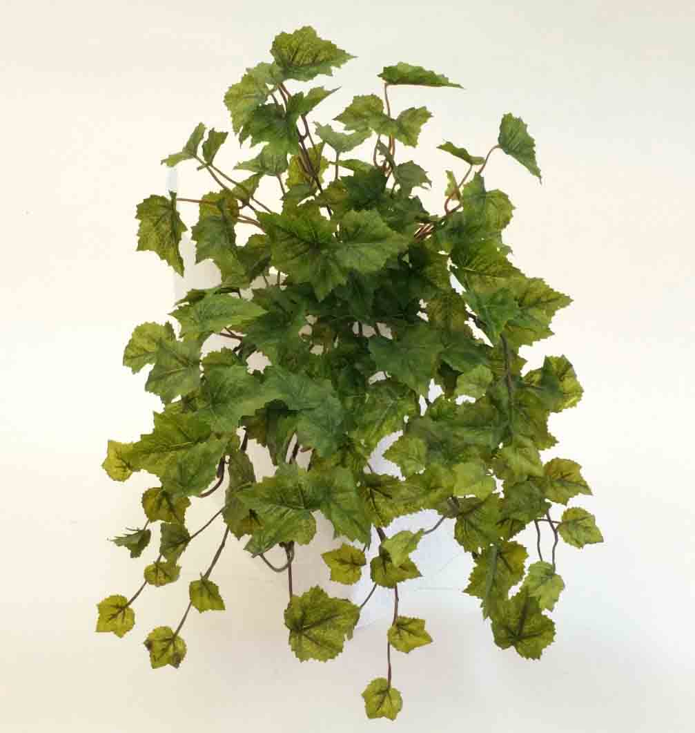 GI58 - 16" Grape Ivy Bush - 8.40 ea, 8.10/12