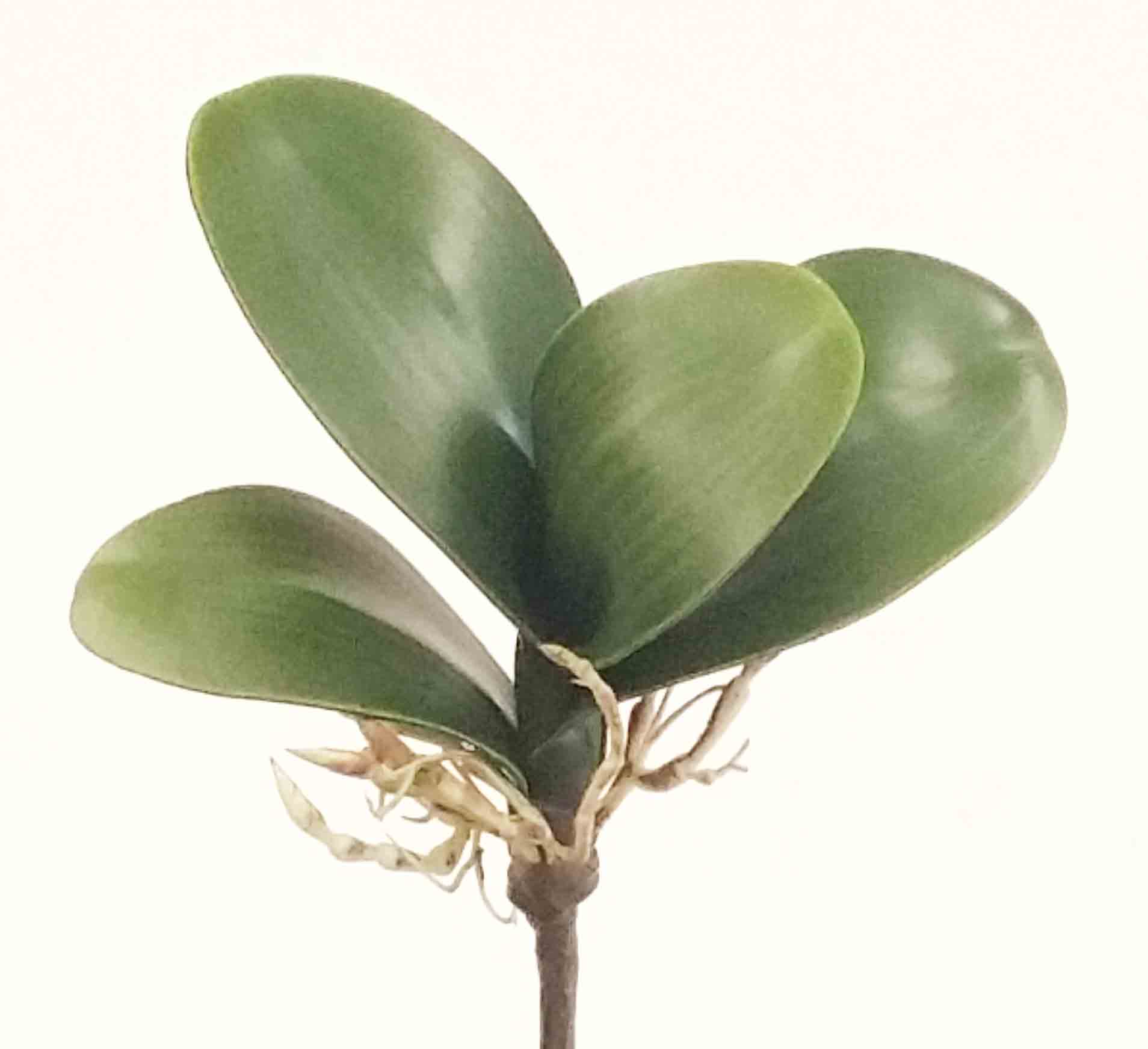 OL4 - 7" Orchid Leaf Plant - 2.00 ea, 1.70/48