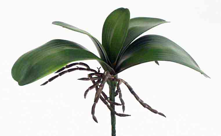 OL5 - 9.5" Orchid Leaf Plant - 5.95 ea, 5.65/24