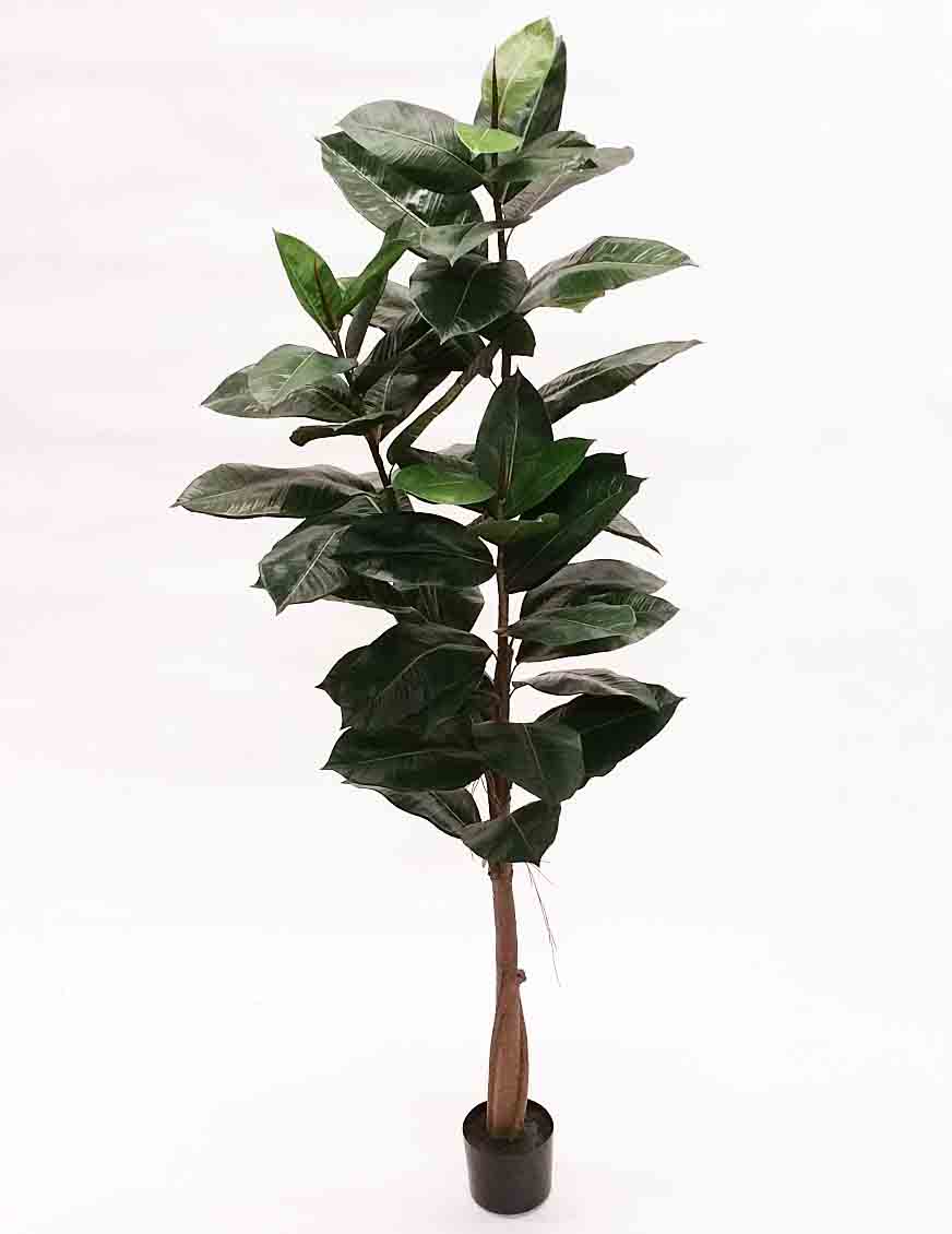 RT72 - 6' Rubber Tree - 98.75 ea