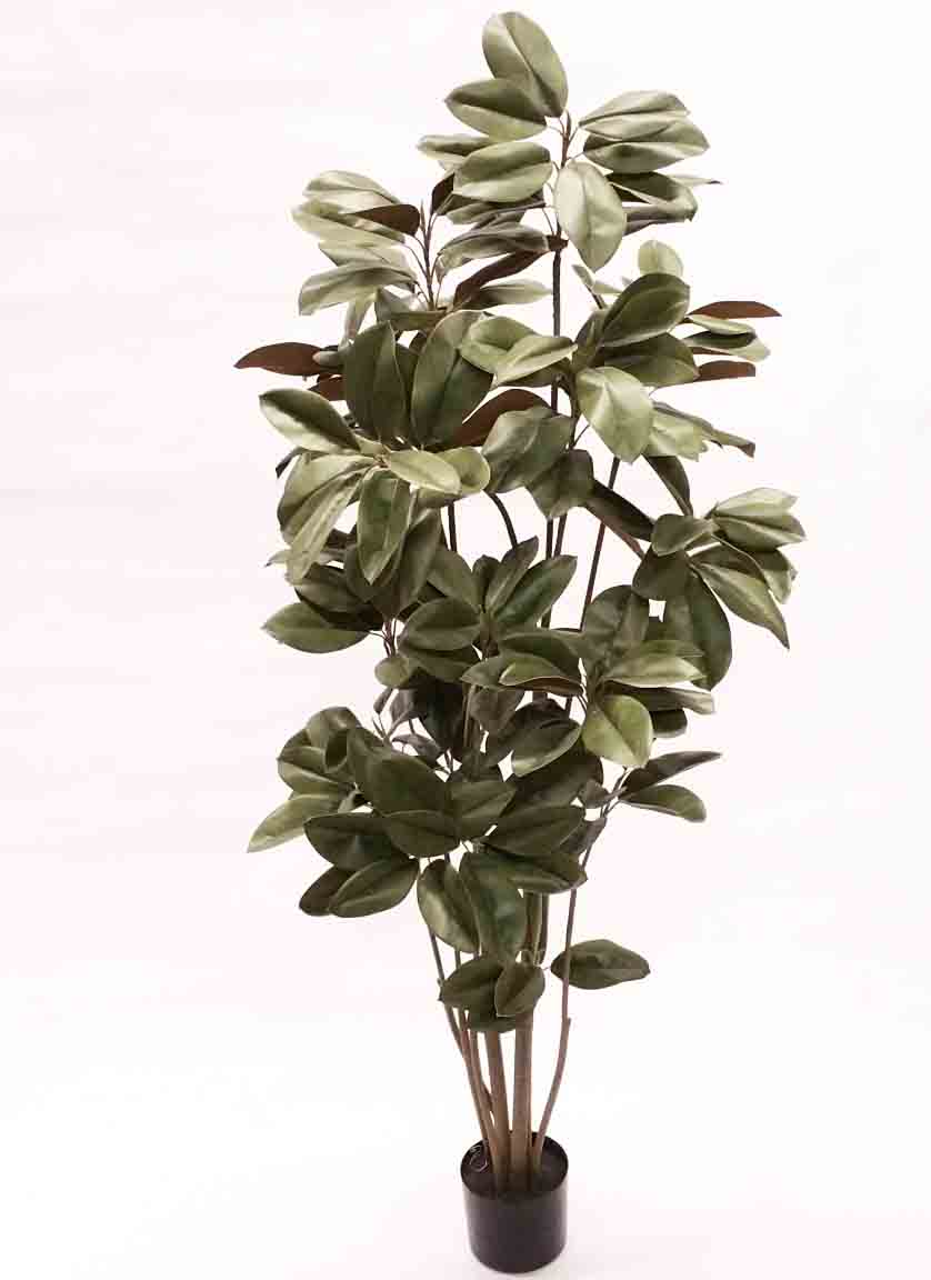 M6P - 6' Magnolia Denudata Tree - 133.75 ea