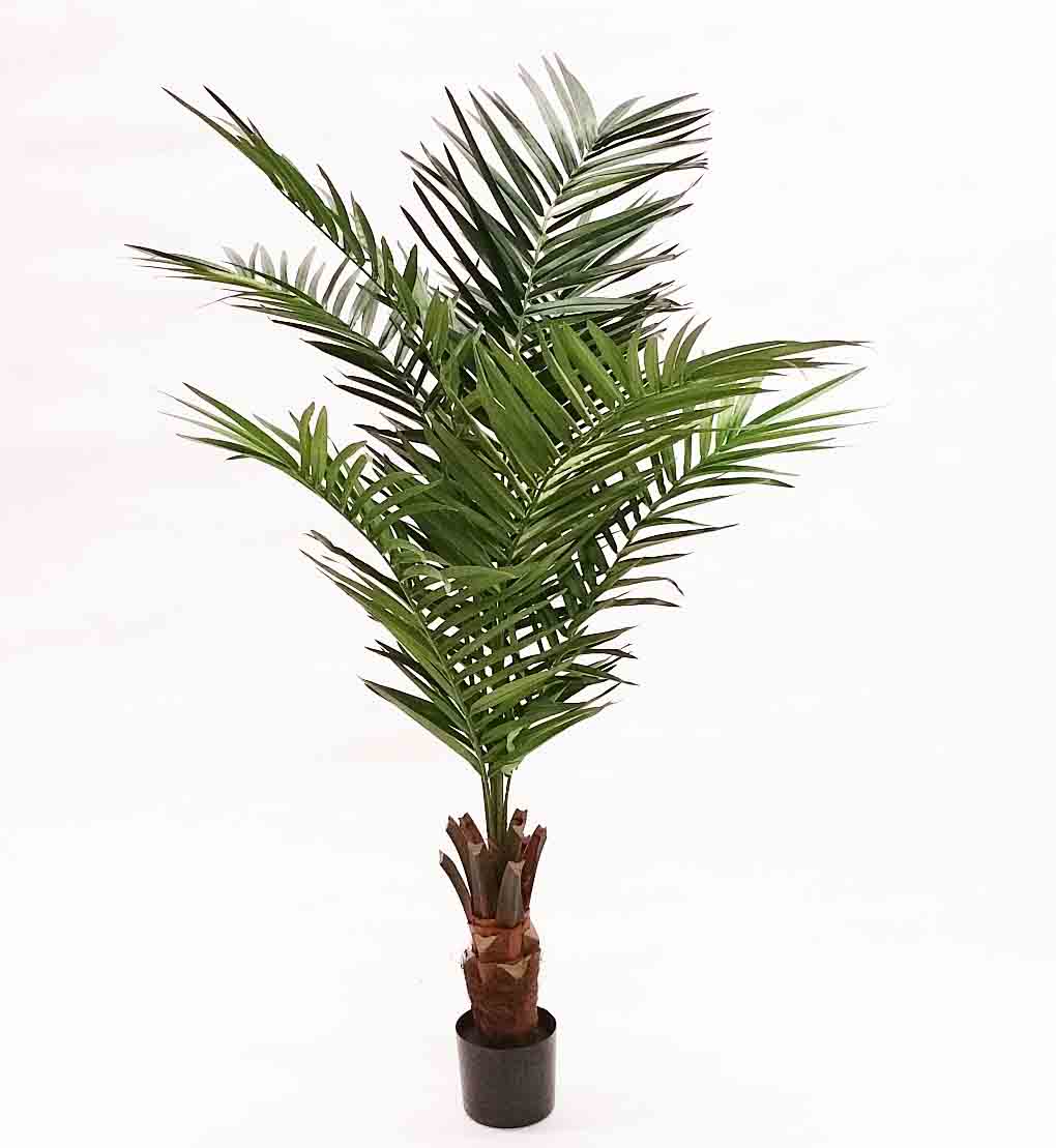 KP6P - 6' King Kenetia Palm Tree - 141.75 ea