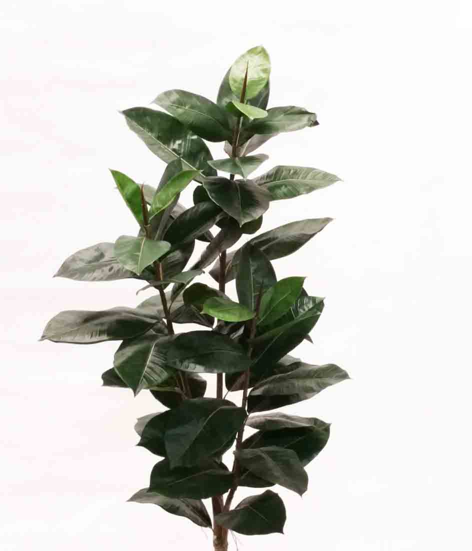 RT72 - 6' Rubber Tree - 98.75 ea