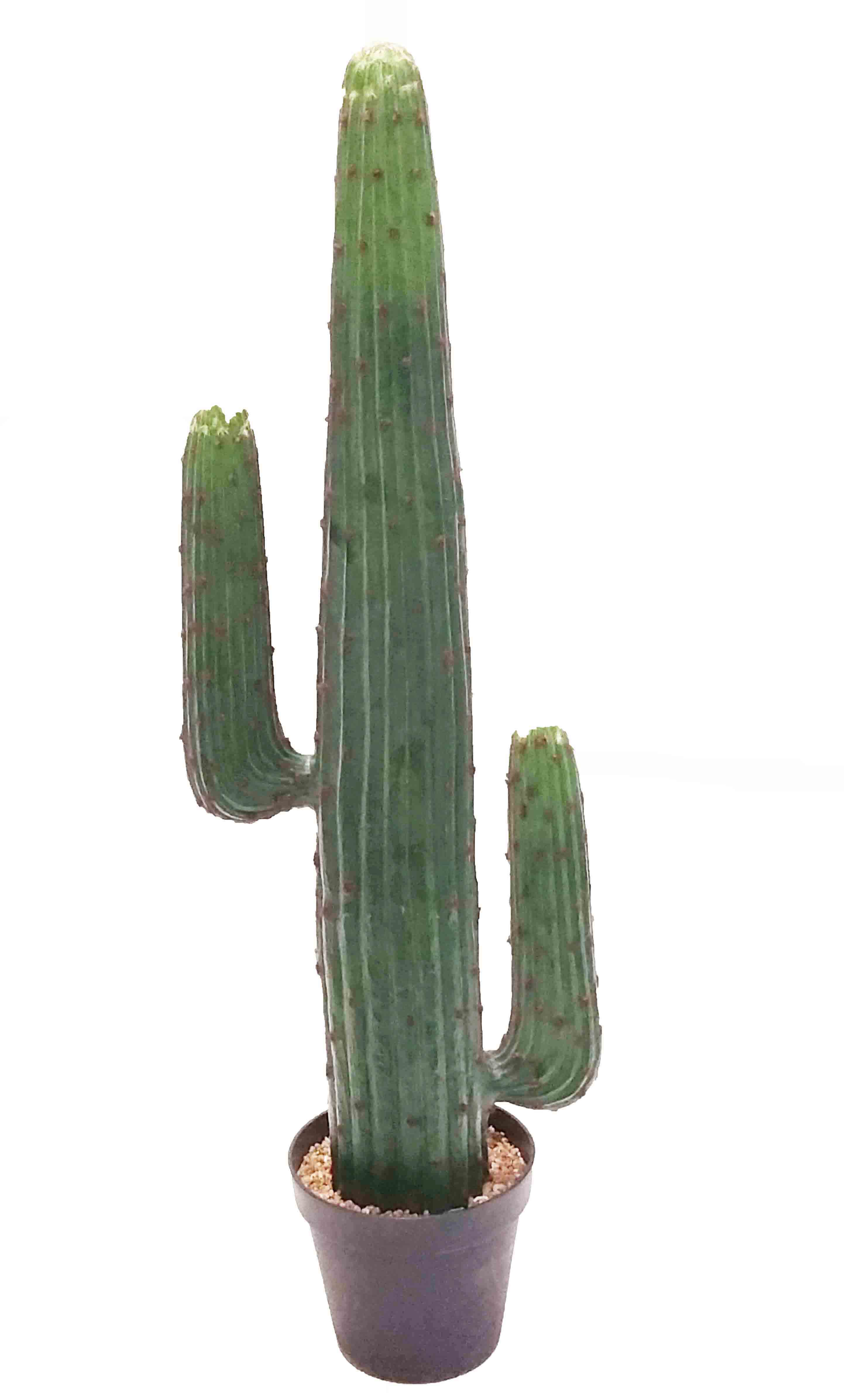 CP49P - 49" Mexico Cactus - Potted - 98.20 ea