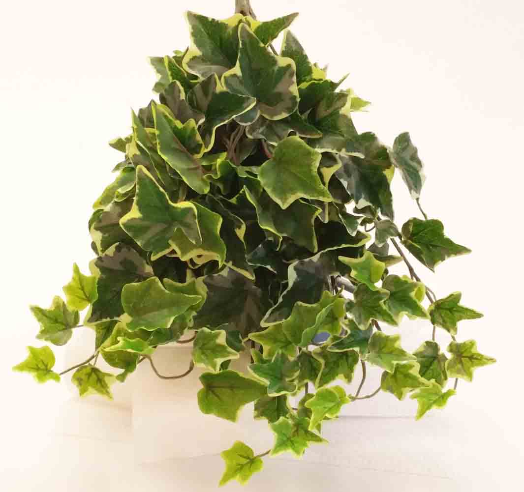 IV46 - 15" Ivy Bush - 7.35 ea, 7.05/12