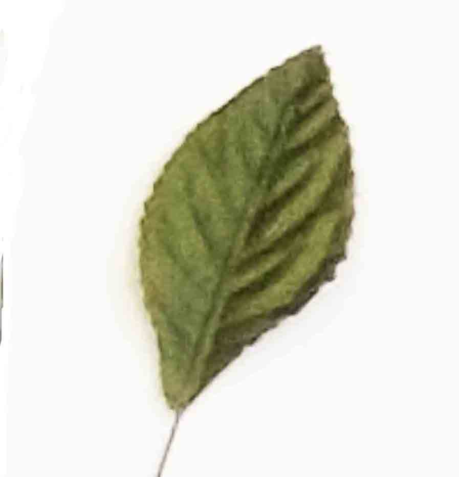 WA384 - 2.25" Corsage Leaves - 8.65 pkg of 100