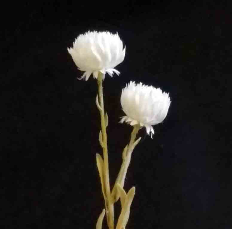 M1 - 14" Ivory Ball Mum x 2 - 2.35 ea, 2.15/24
