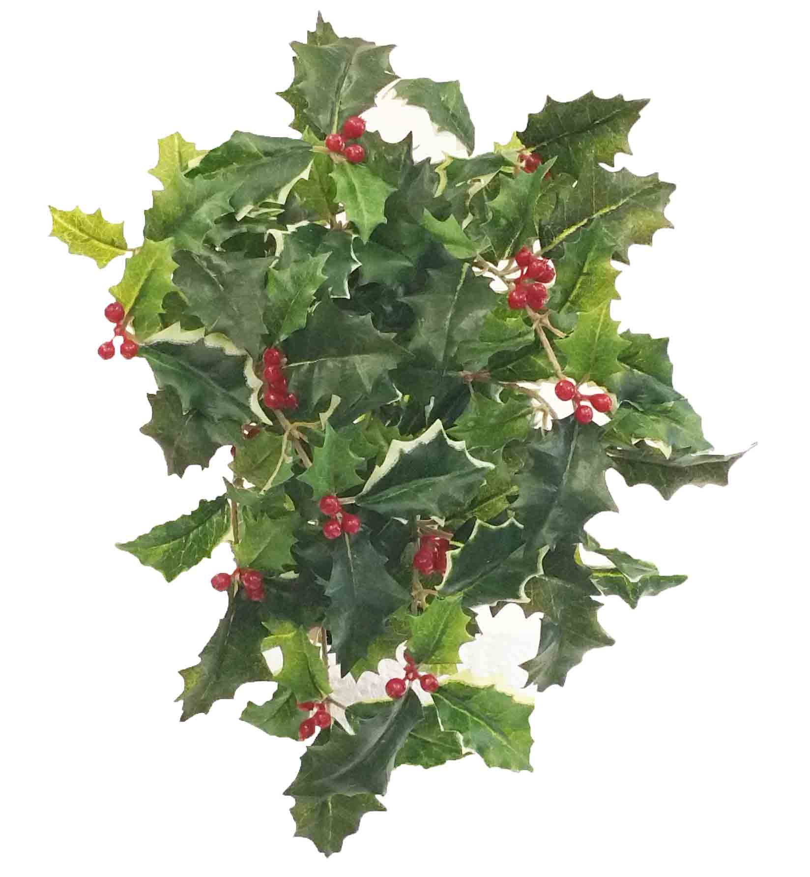 X760 - 12" Holly Bush - 6.45 ea, 5.95/12