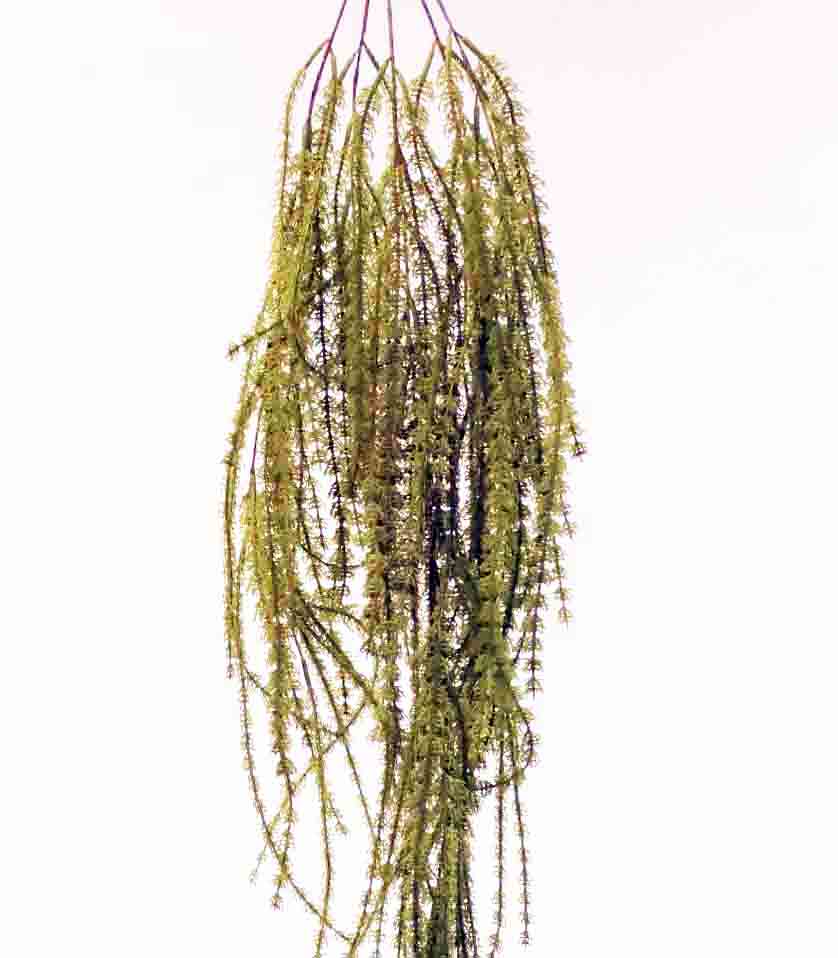 IF81 - 39" Italia Fir Hanging Plant - 11.50 ea