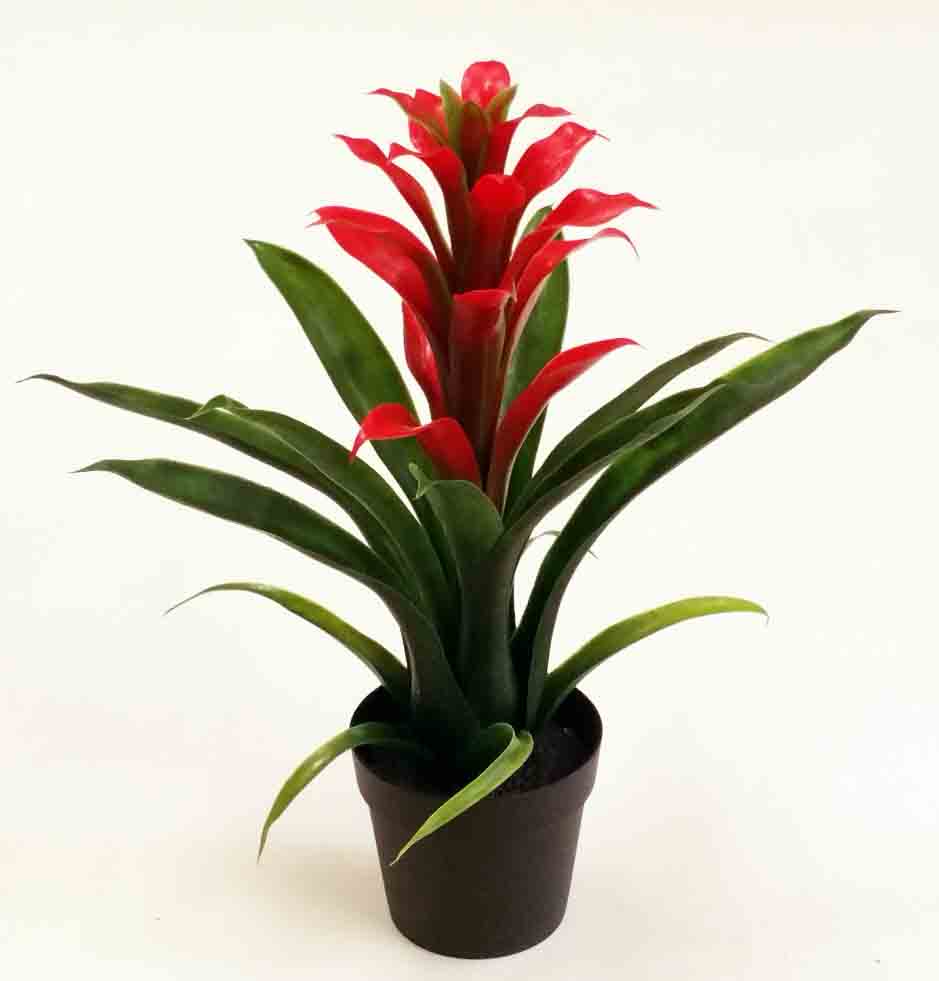 GB11 - 11" Potted Guzmania Plant - 9.45 ea